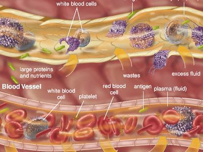 EXTRACELLULAR FLUID AND INTERNAL ENVIRONMENT EXTRACELLULAR FLUID AND INTERNAL ENVIRONMENT
