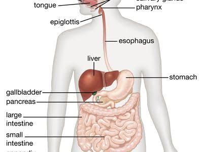 DIGESTION AND ABSORPTION IN GASTROINTESTINAL TRACT DIGESTION AND ABSORPTION IN GASTROINTESTINAL TRACT