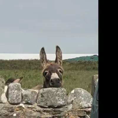 Pembrokeshire Donkey