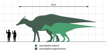 Saurolophus Größenvergleich