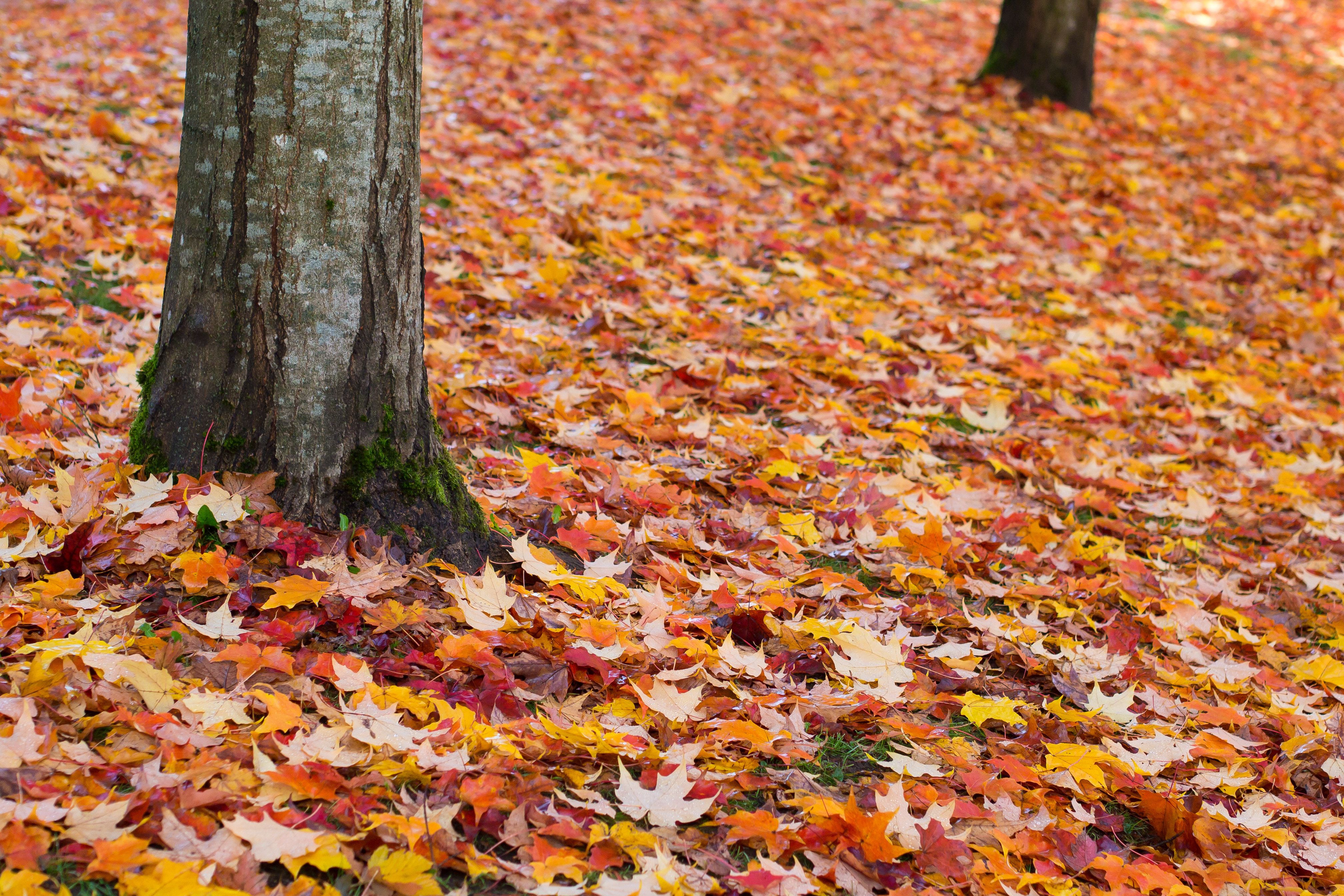 Fall Leaves Wikimedia commons