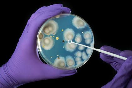 AN INTRODUCTION TO BACTERIAL GENETICS AN INTRODUCTION TO BACTERIAL GENETICS