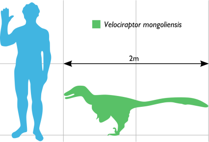 Velociraptor Size