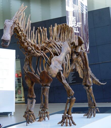 Amargasaurus Skelett