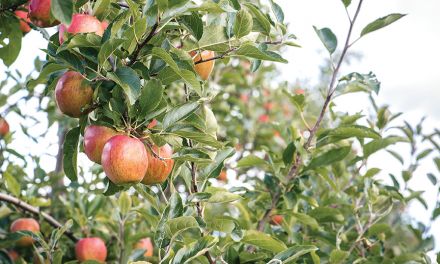 Apple Cider – Non Alcoholic