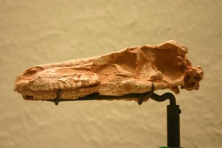 Saurornithoides mongoliensis-Skull