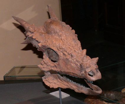 Stygimoloch spinifer skull