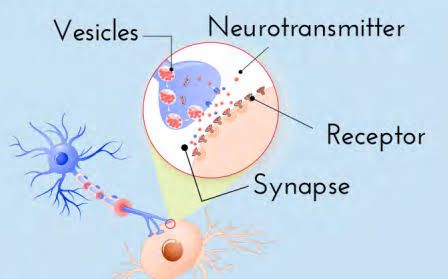 NEUROTRANSMITTERS METABOLISM: A CLOSER LOOK