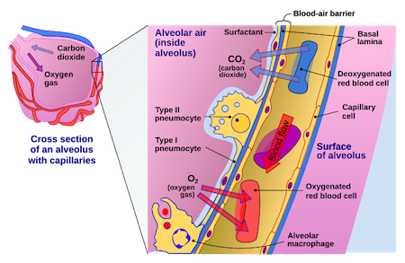KEY PRINCIPLES OF GAS EXCHANGE IN HUMANS