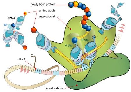 TRANSLATION IN PROKARYOTES