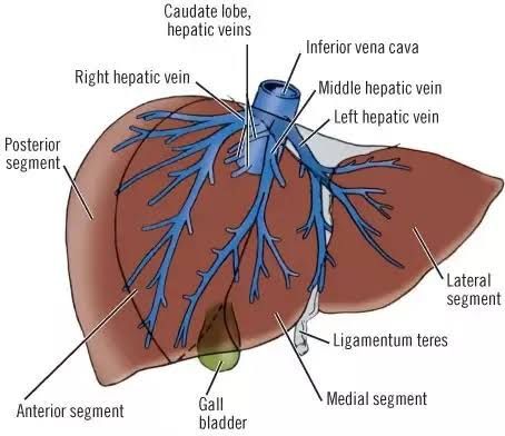 THE ANATOMY OF THE HEPATIC PORTAL SYSTEM: KEY STRUCTURES AND FUNCTIONS