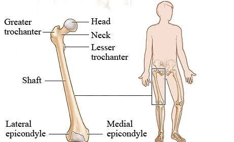 LEARN ABOUT THE FEMUR: STRONGEST BONE IN YOUR BODY