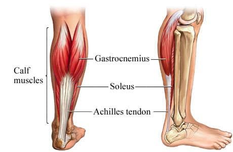 Anatomy of the Achilles Tendon
