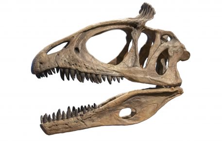 Cryolophosaurus ellioti skull