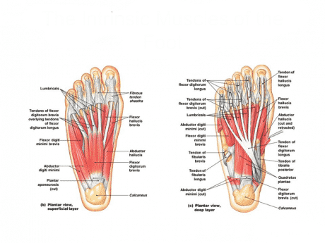 Why Do We Need The Intrinsic Muscles Of The Foot Guide 2019 Dynamic Podiatry