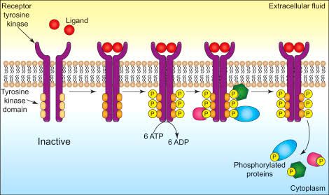 SIGNALING THROUGH ENZYME-COUPLED RECEPTORS SIGNALING THROUGH ENZYME-COUPLED RECEPTORS