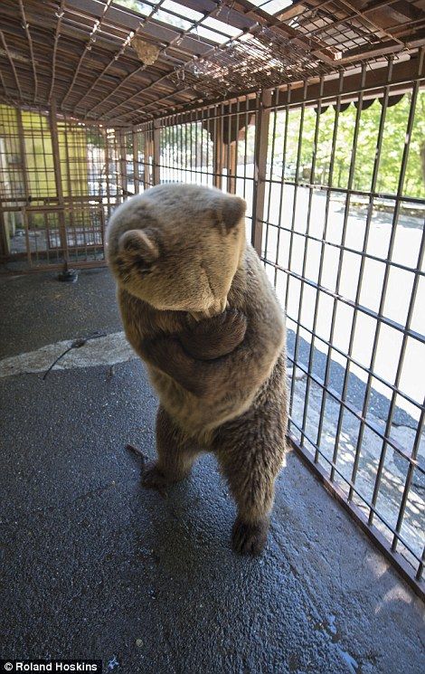 3523D12A00000578-3698808-An_animal_welfare_expert_said_it_is_the_result_of_extremely_mono-a-52_1469009776606