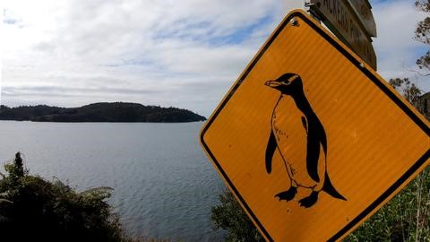 Stewart Island penguin crossing