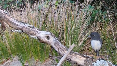 Stewart Island robin close