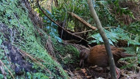 Stewart Island weka close