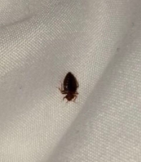 Bed bug found on sheet