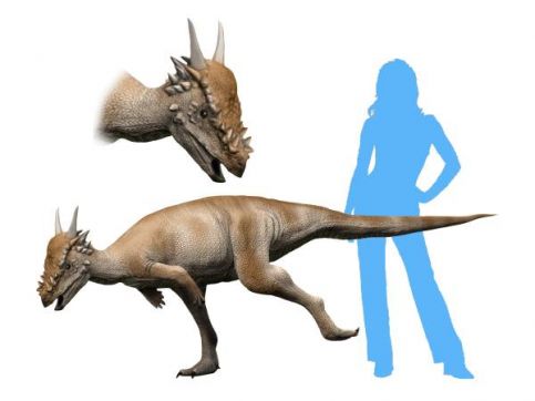 Stygimoloch Size comparison