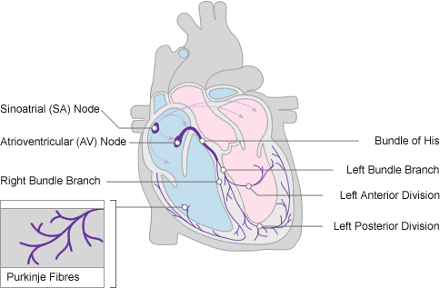 CONDUCTING SYSTEM OF HEART CONDUCTING SYSTEM OF HEART