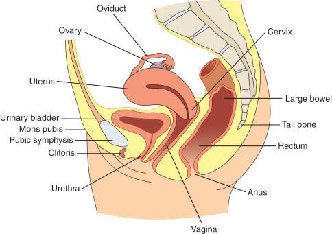 APPLIED ANATOMY OF THE GENITAL TRACT