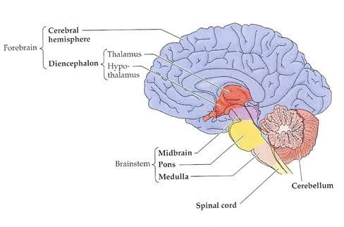 ANATOMY OF THE MIDBRAIN: WHAT YOU NEED TO KNOW IN NEUROSCIENCE