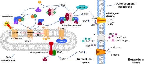 THE INTRICATE DANCE OF LIGHT: A COMPREHENSIVE GUIDE TO PHOTOTRANSDUCTION
