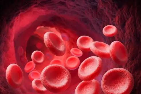 PHYSIOLOGICAL REQUIREMENTS FOR HEMATOPOIESIS PROCESS PHYSIOLOGICAL REQUIREMENTS FOR HEMATOPOIESIS PROCESS