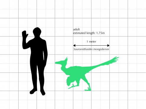 Saurornithoides mongoliensis Size Comparison
