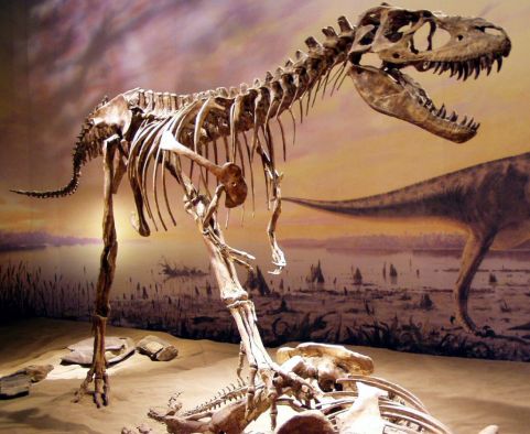 Gorgosaurus Sceleton