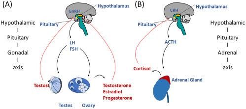 THE BASICS OF STEROIDOGENESIS