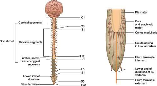 GROSS MORPHOLOGY OF SPINAL CORD