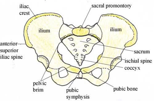 ANATOMY OF THE FEMALE BONY PELVIS AND FETAL SKULL ANATOMY OF THE FEMALE BONY PELVIS AND FETAL SKULL