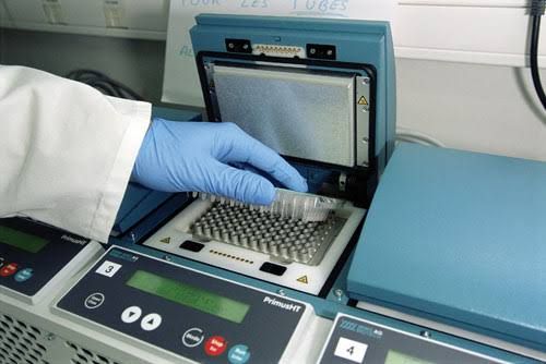 AMPLIFICATION OF DNA FRAGMENT BY PCR