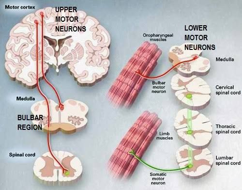 LOCALIZATION IN NEUROLOGY