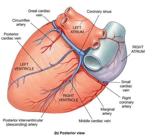 BLOOD VESSELS: VENOUS SYSTEM