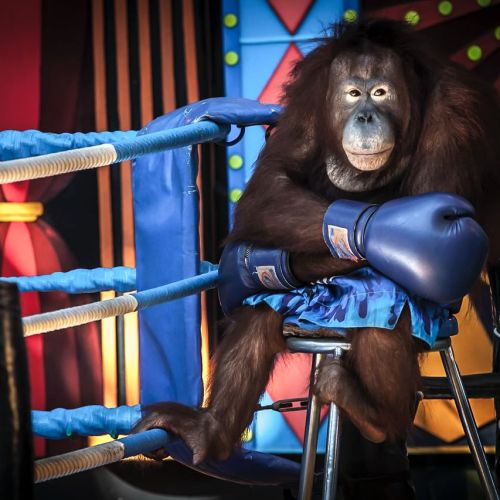 bangkok safari world and marine park orangutan boxing