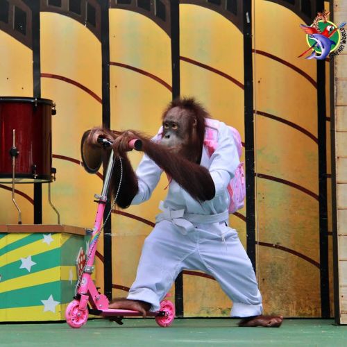 bangkok safari orangutan show
