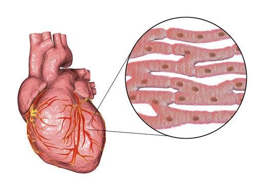 METABOLISM IN HEART MUSCLE: NORMAL AND DISEASE STATES EXPLAINED