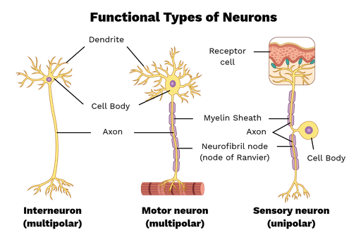 CLASSIFICATION OF NEURONS AND FIBERS CLASSIFICATION OF NEURONS AND FIBERS