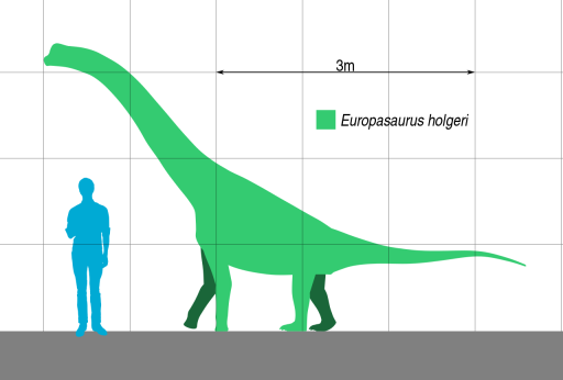 Europasaurus Scale