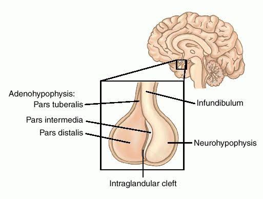 ADENOHYPOPHYSEAL HORMONES: PHYSIOLOGY AND ENDOCRINE FUNCTIONS ADENOHYPOPHYSEAL HORMONES: PHYSIOLOGY AND ENDOCRINE FUNCTIONS