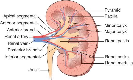 GENERAL TOPOGRAPHIC ANATOMY OF THE URINARY SYSTEM GENERAL TOPOGRAPHIC ANATOMY OF THE URINARY SYSTEM