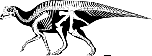 Parasaurolophus Skelett