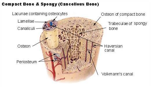 KEY BIOCHEMICAL PROCESSES IN BONE AND CONNECTIVE TISSUE HEALTH KEY BIOCHEMICAL PROCESSES IN BONE AND CONNECTIVE TISSUE HEALTH