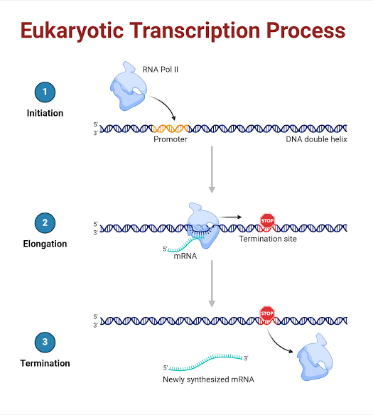 TRANSCRIPTION IN EUKARYOTES TRANSCRIPTION IN EUKARYOTES