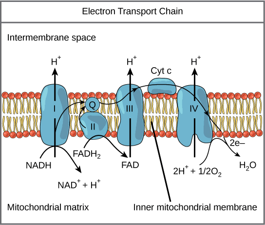 ELECTRON TRANSPORT CHAIN AND OXIDATIVE PHOSPHORYLATION